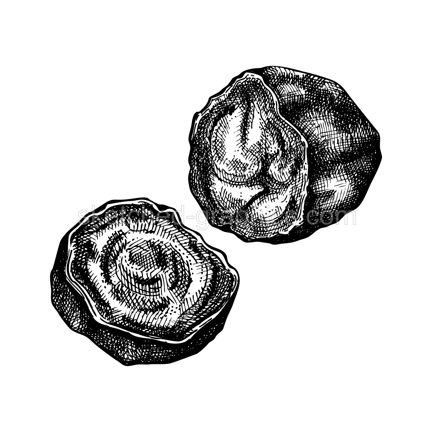 Chaga mushroom. Hand-sketched illustration. Adaptogenic plant drawing isolated on white. Medicinal mushroom sketch in vintage style. Illustration